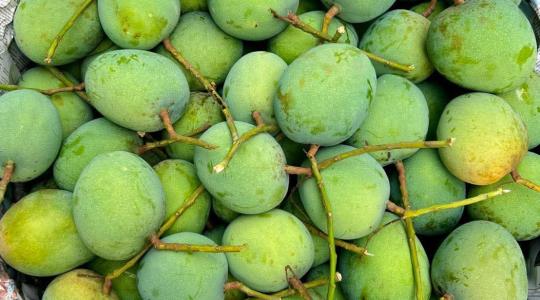 গোবিন্দভোগ আম (GobindobhogMango)